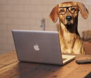 Pets in the Workplace Office Furniture EZ Denver