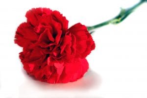 valentine's-day-celebration-ideas-carnation